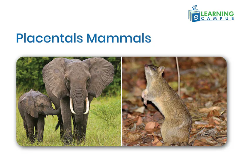 What Are Mammals? Characteristics, Types & Examples Facts